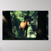Arab Foal in de Trees Poster (Voorkant)