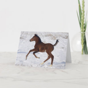 Arab Foal in the Snow Kaart