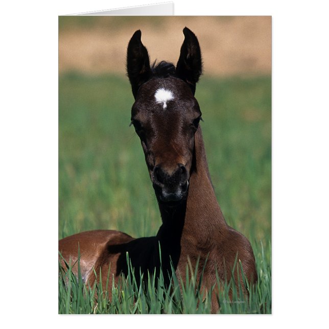 Arab Foal Laying Down (Voorkant)