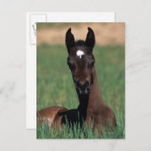 Arab Foal Laying Down Briefkaart (Voorkant / Achterkant)