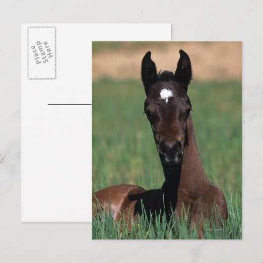 Arab Foal Laying Down Briefkaart (Voorkant / Achterkant)