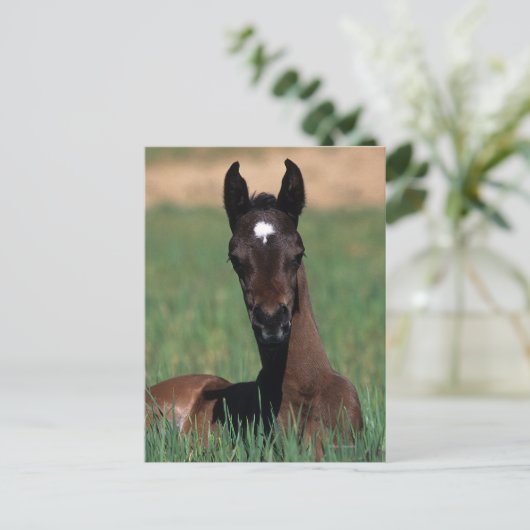 Arab Foal Laying Down Briefkaart (Staand voorkant)