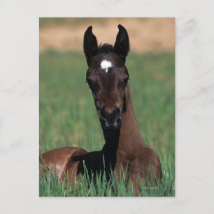 Arab Foal Laying Down Briefkaart