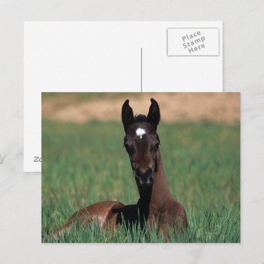 Arab Foal Laying Down Briefkaart (Voorkant / Achterkant)