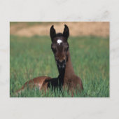 Arab Foal Laying Down Briefkaart (Voorkant)