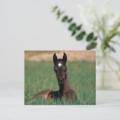 Arab Foal Laying Down Briefkaart (Staand voorkant)