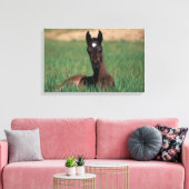 Arab Foal Laying Down Canvas Afdruk (Insitu (Woonkamer))