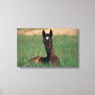 Arab Foal Laying Down Canvas Afdruk
