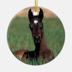 Arab Foal Laying Down Keramisch Ornament