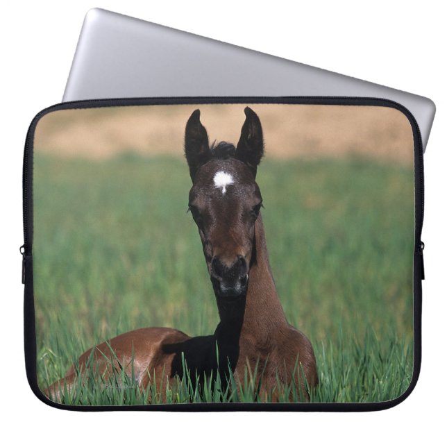 Arab Foal Laying Down Laptop Sleeve (Voorkant)