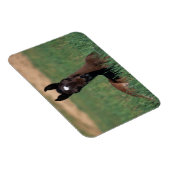 Arab Foal Laying Down Magneet (Rechterzijde)