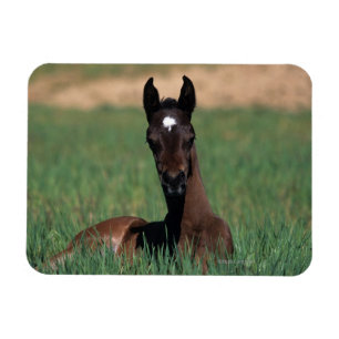 Arab Foal Laying Down Magneet