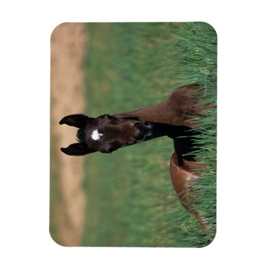 Arab Foal Laying Down Magneet (Verticaal)