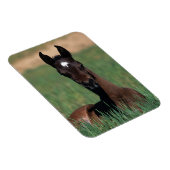 Arab Foal Laying Down Magneet (Rechterzijde)