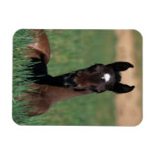 Arab Foal Laying Down Magneet (Horizontaal)