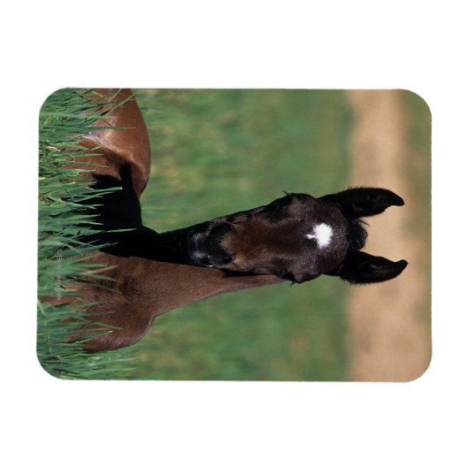 Arab Foal Laying Down Magneet (Horizontaal)