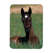 Arab Foal Laying Down Magneet (Verticaal)