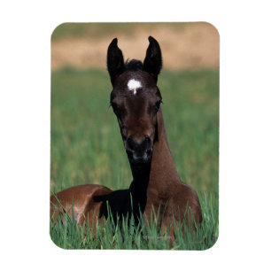 Arab Foal Laying Down Magneet