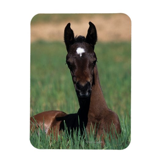 Arab Foal Laying Down Magneet (Verticaal)