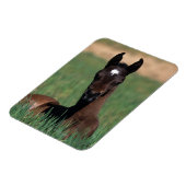 Arab Foal Laying Down Magneet (Linkerzijde)