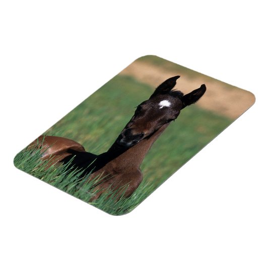 Arab Foal Laying Down Magneet (Linkerzijde)