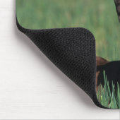 Arab Foal Laying Down Muismat (Hoek)