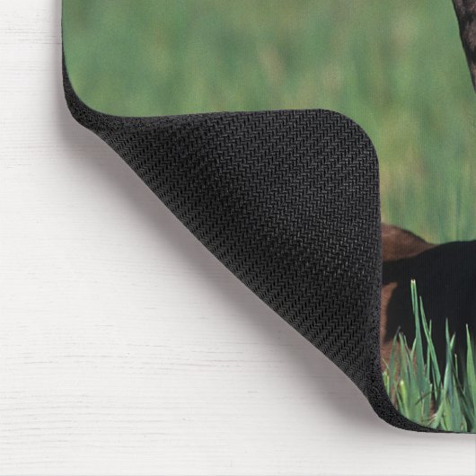 Arab Foal Laying Down Muismat (Hoek)