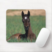 Arab Foal Laying Down Muismat (Met muis)