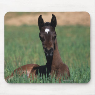 Arab Foal Laying Down Muismat