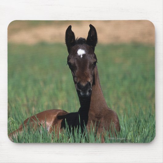 Arab Foal Laying Down Muismat (Voorkant)