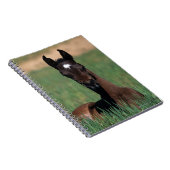 Arab Foal Laying Down Notitieboek (Rechterzijde)