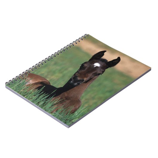 Arab Foal Laying Down Notitieboek (Linkerzijde)