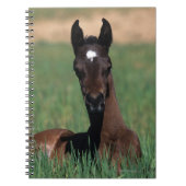 Arab Foal Laying Down Notitieboek (Voorkant)