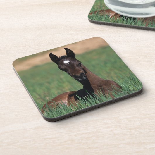Arab Foal Laying Down Onderzetter (Linkerzijde)