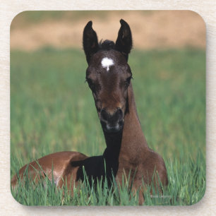 Arab Foal Laying Down Onderzetter