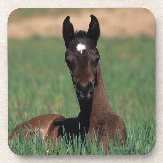 Arab Foal Laying Down Onderzetter (Voorkant)