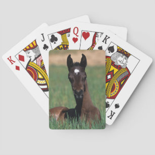 Arab Foal Laying Down Pokerkaarten