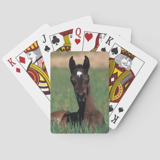 Arab Foal Laying Down Pokerkaarten (Achterkant)
