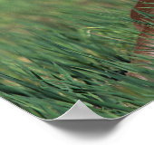 Arab Foal Laying Down Poster (Hoek)