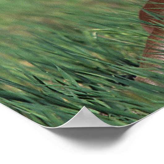 Arab Foal Laying Down Poster (Hoek)