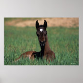 Arab Foal Laying Down Poster (Voorkant)