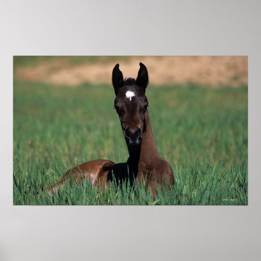 Arab Foal Laying Down Poster (Voorkant)