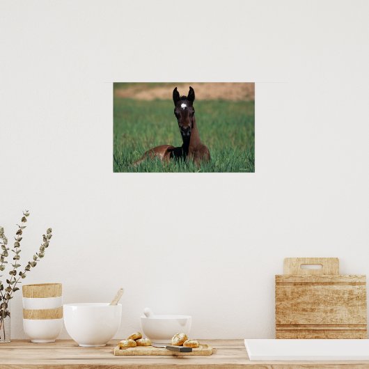 Arab Foal Laying Down Poster (Keuken)