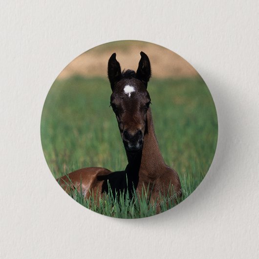 Arab Foal Laying Down Ronde Button 5,7 Cm (Voorkant)