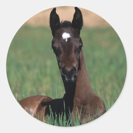 Arab Foal Laying Down Ronde Sticker (Voorkant)