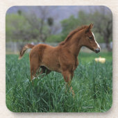 Arab Foal Standing Bier Onderzetter (Voorkant)