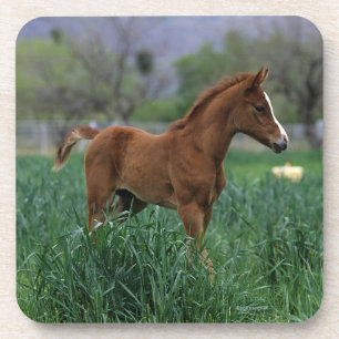 Arab Foal Standing Bier Onderzetter