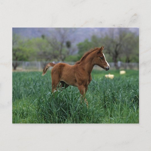 Arab Foal Standing Briefkaart (Voorkant)
