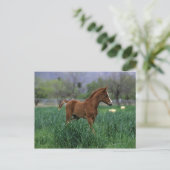Arab Foal Standing Briefkaart (Staand voorkant)