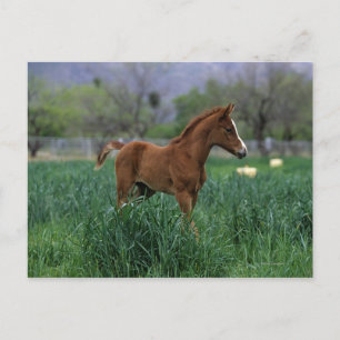 Arab Foal Standing Briefkaart